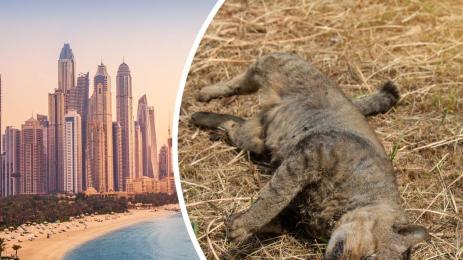 умряла котка Дубай