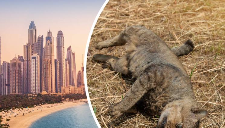 умряла котка Дубай - УЖАСНА ГЛЕДКА: Масов мор на котки в града от злато (СНИМКИ)