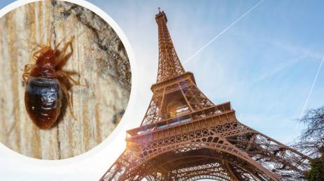 франция дървеници