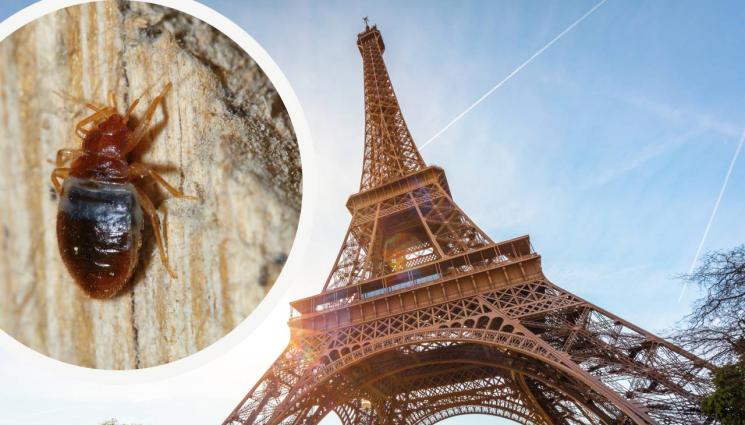 франция дървеници - СЛЕД НАШЕСТВИЕТО НА ДЪРВЕНИЦИ: Франция заключва училища