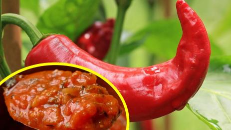 чушка лютеница