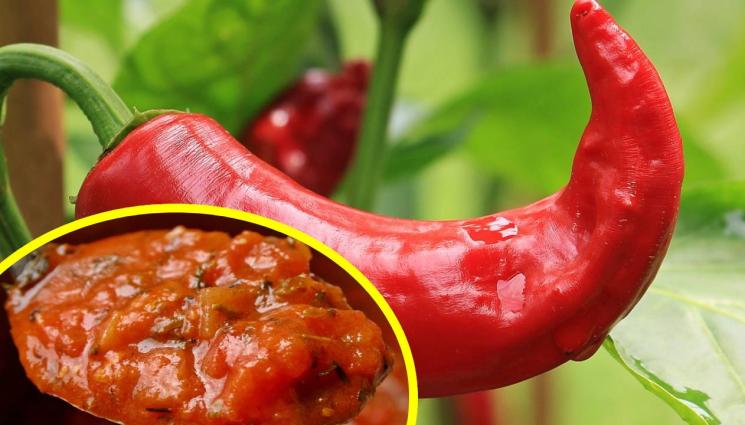 чушка лютеница - УВИСНАХМЕ БЕЗ ПИПЕР: БГ чушката - изчезващ вид, въпреки милиардите субсидии