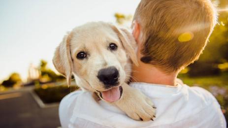 момче и куче