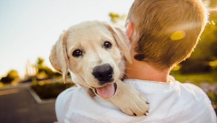 момче и куче - АКЦИЯ: Погват собствениците на кучета във Варна!