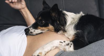 куче стопанка бременност