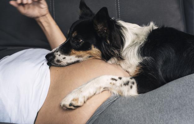 куче стопанка бременност