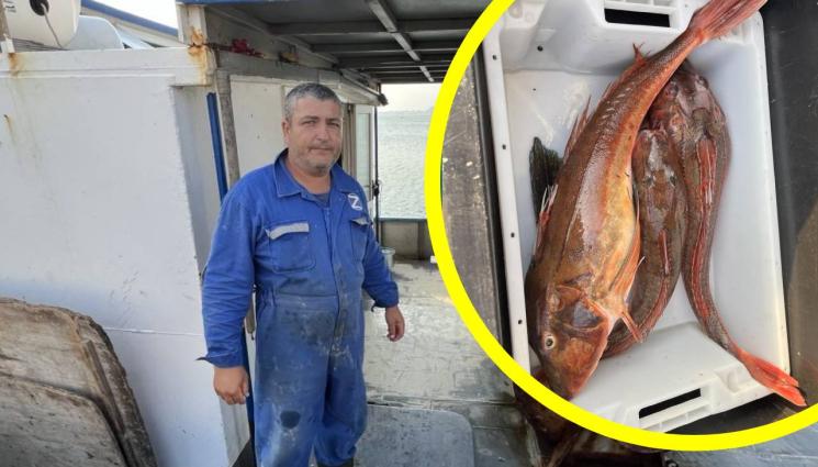 риби - Гърците разграбват нашия барбун, леферът по-скъп от калкана