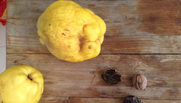 дюля - Агро Телеграф: Вечната любов между дюлята и индришето