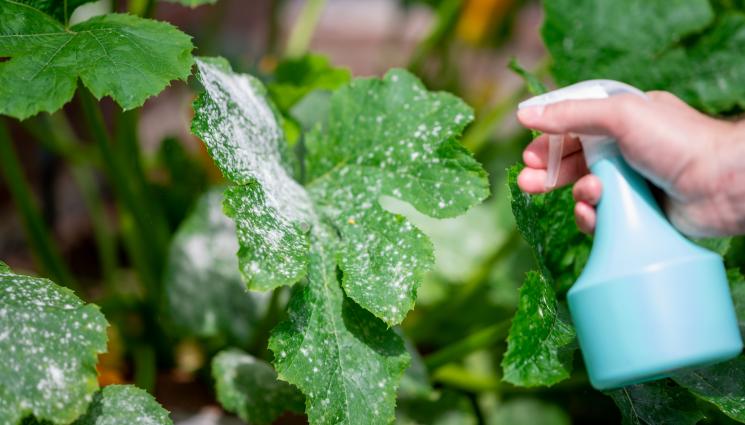 мана листа - Агро Телеграф: Познаваме по листата болестите на тиквичката