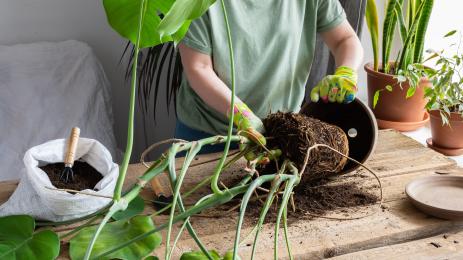 пресаждане цветя