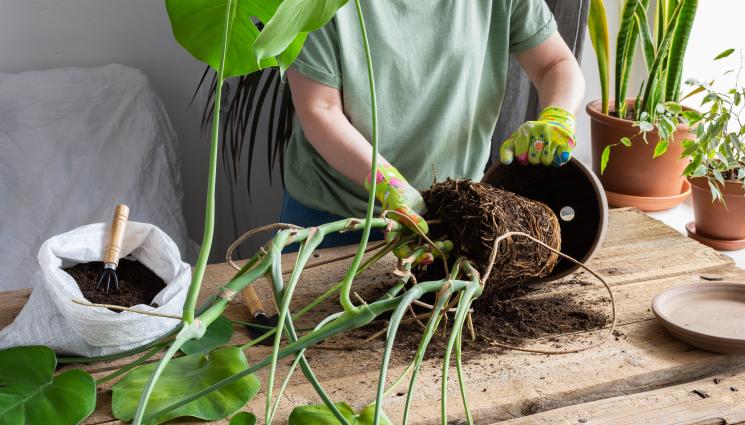 пресаждане цветя - Агро Телеграф: Пресаждаме монстерата веднъж на няколко години