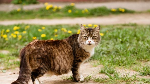 бременна котка