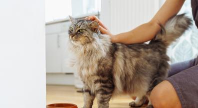 галене на котка