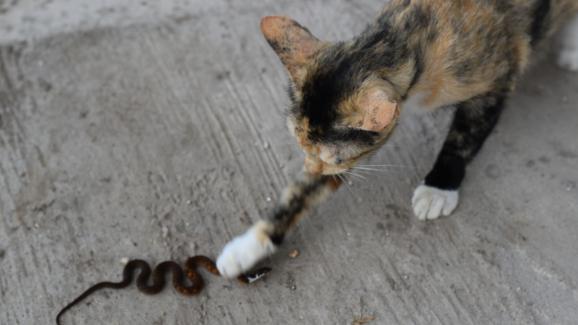 котка и змия