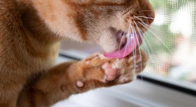 котка в близък план