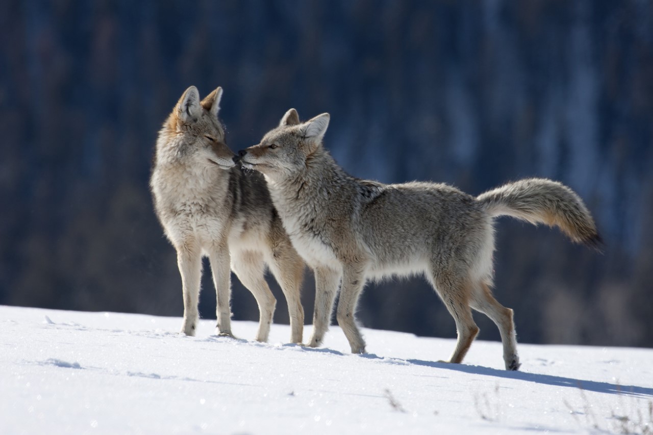 <p><strong>Койот (Canis latrans)</strong></p>

<p>Едно от животните, които наистина се придържат към принципа &quot;докато смъртта ни раздели&quot; и се чифтосват за цял живот, е койотът. Проучванията показват, че тези животни изобщо не изглежда да се &quot;развеждат&quot;, а намират нов партньор само когато партньорът им умре. Освен това те полагат много усилия, за да запазят моногамното си партньорство - старателно пазят партньора си. Когато женската е в еструс, нейният партньор е непрекъснато до нея и не позволява на други мъжки да я погледнат.</p>