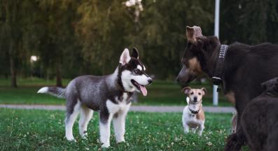 сибирско хъски