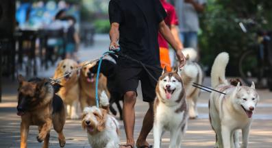 сибирско хъски