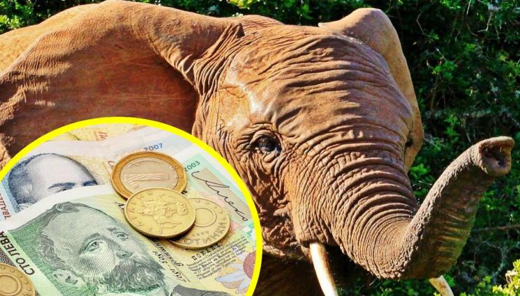 СЛОНЧЕ ПАРИ - ЮРУШ НА ИЗМАМАТА: 9000 се вързаха на фейк за зоопарка (СНИМКИ)