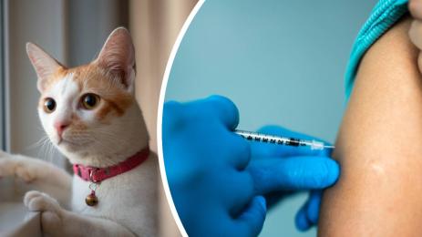 ваксина котки