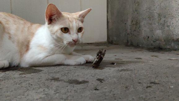 котка и буболечки