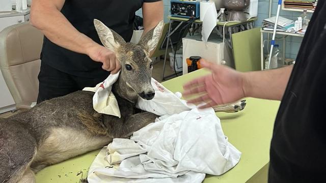 Спасиха сърничка до трибуните на „Панчарево“ (СНИМКИ)