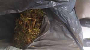 Иззеха голямо количество марихуана след спецакция на ГДБОП във Великотърновско
