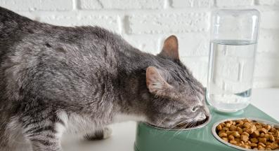 котка и празни купи