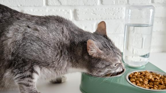 котка и празни купи