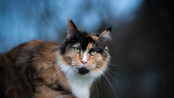 шарена котка