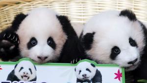 Зоопаркът в Йонгин южно от Сеул разкри имената на родените