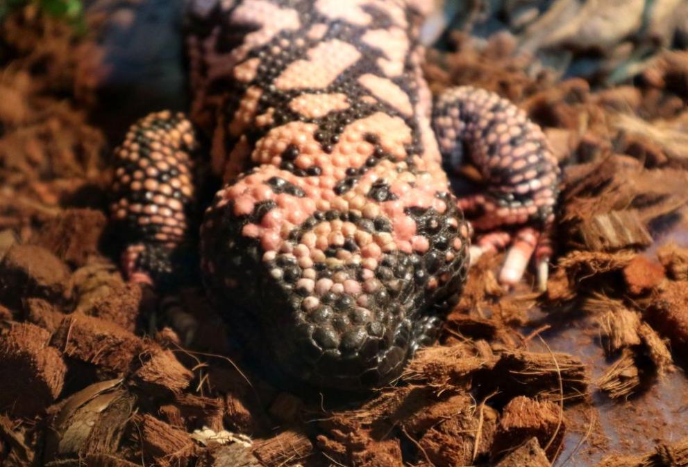 Подредиха в зоотерариум най-отровните животни на планетата. Изложбата е на