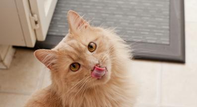 котка се облизва