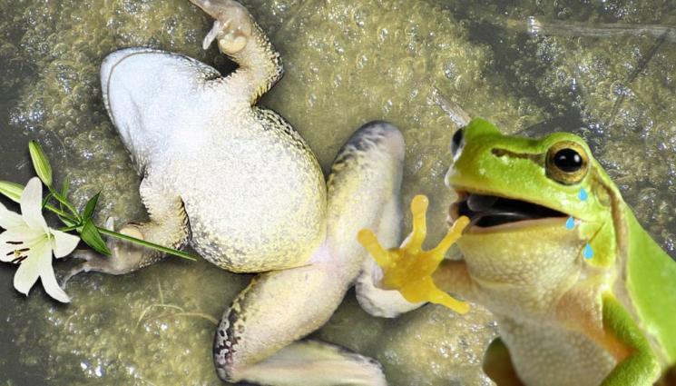 жаба - ГЛАВОБОЛИЕТО Е В МИНАЛОТО: Жаби се правят на умрели, за да не разтварят крака (СНИМКА+ВИДЕО)