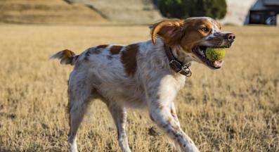 Бретан шпаньол