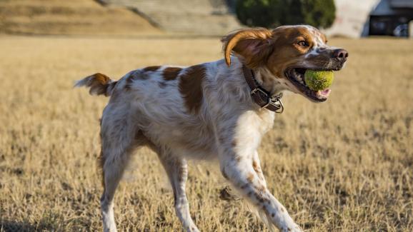 Бретан шпаньол