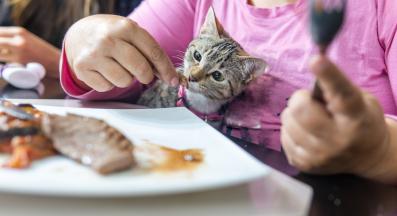 котка и месо