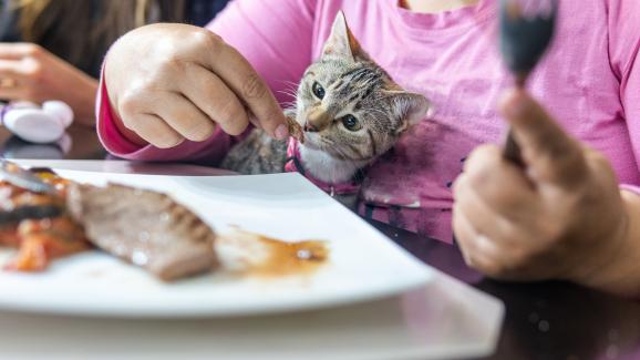 Могат ли котките да ядат пържоли?