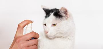 6 причини защо не трябва да пръскаме котката с вода, когато е непослушна