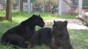 Столичният зоопарк честити петък 13 ти със снимки на черните ягуари