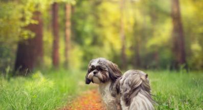 куче разходка