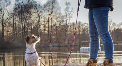 куче разходка