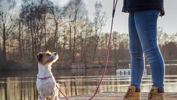 7 начина да разчупите рутинната разходка на кучето си