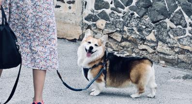 куче разходка