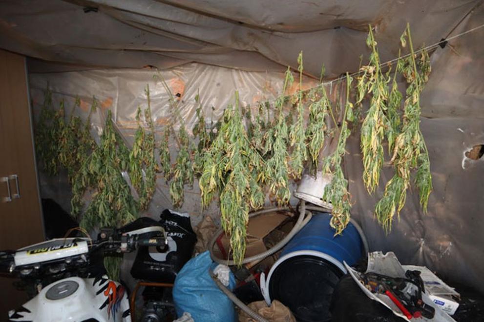Снимка: След спецакция: Иззеха над 8 кг канабис и 32 канабисови растения във Видинско