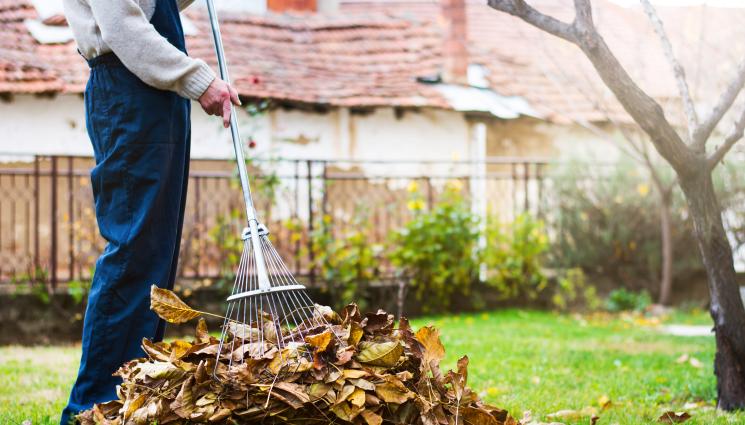 листа - Агро Телеграф: Листата от орех не стават за мулч