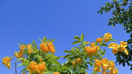 тромпена лоза