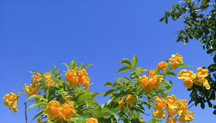 тромпена лоза - Агро Телеграф: Тромпетната лоза обича слънце, но издържа на студ