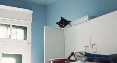 котка се крие