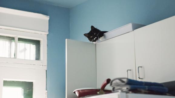 котка се крие